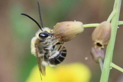 Réf. 359 370 : Eucera clypeata